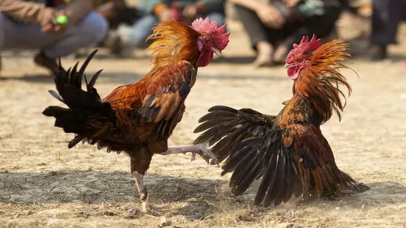 Tổng quan về trang dagatructiepcampuchia uy tín