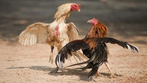 Lý do lựa chọn trang dagatructiepcampuchia