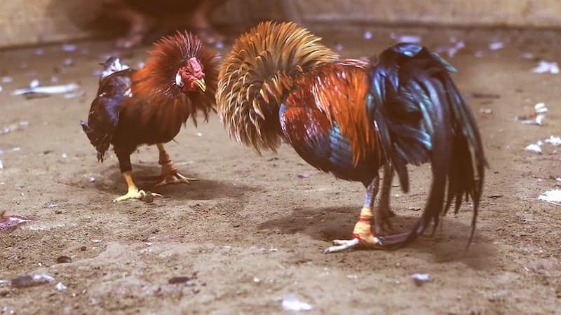 Định nghĩa thế nào là đá gà trực tiếp C1?