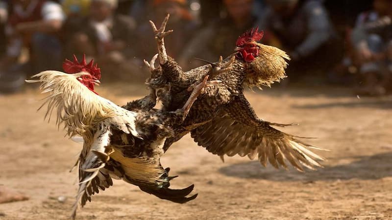Điểm danh các loại hình cược đá gà C1