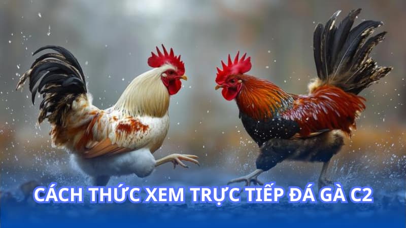 Trực tiếp đá gà C2: Cách thức xem trực tiếp