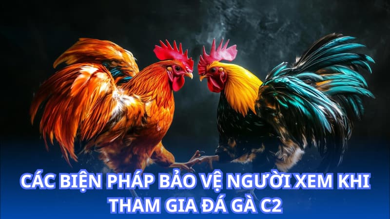 Các biện pháp bảo vệ người xem khi tham gia đá gà C2