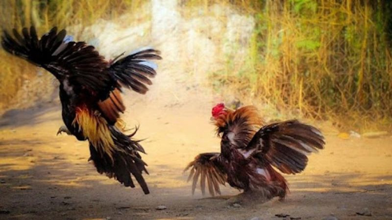 Lưu ý quan trong khi xem trực tiếp đá gà hôm nay