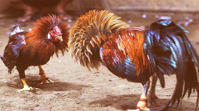 Giới thiệu chung về video đá gà phát lại